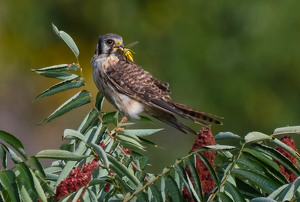 Kestrel with a Grasshopper - Photo by Libby Lord