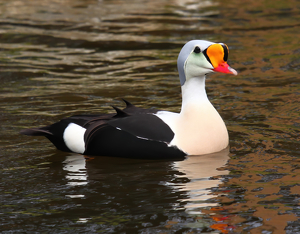King Eider - Photo by Bruce Metzger