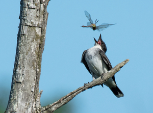 Kingbird Playing with his Food by Libby Lord