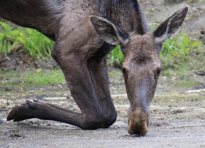 Kneeling Moose - Photo by Bill Latournes
