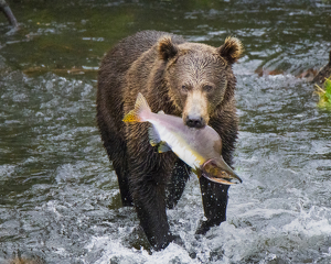 Kodiak bear Posing with Salmon - Photo by Danielle D'Ermo