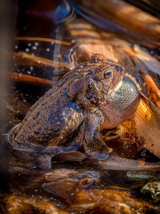 Late in the day croaking frog - Photo by Frank Zaremba, MNEC