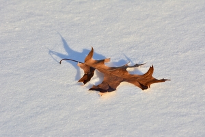 Leaf on the sunny snow - Photo by Greg Ott