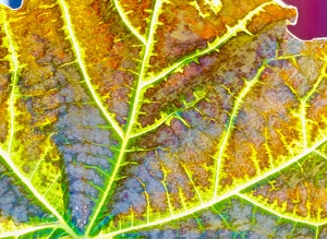 leaf roadmap - Photo by Wendy Rosenberg