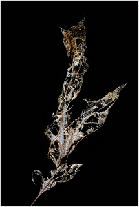 Class A 2nd: Leaf Skeleton by Linda Fickinger