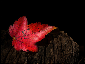 Leaf - Photo by Frank Zaremba, MNEC