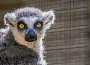 Lemur - Photo by Marylou Lavoie