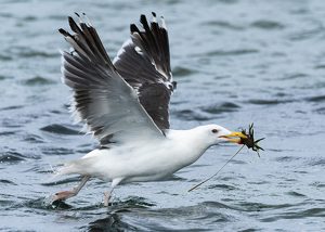 Liftoff with a Crab - Photo by Lorraine Cosgrove