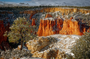 Light Snow, Pine Tree and Bryce Rock Formations - Photo by John McGarry