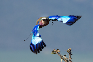 Lilac Breasted Roller - Photo by Nancy Schumann