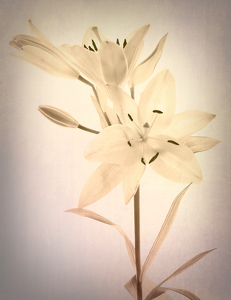 Lily in Sepia - Photo by Linda Fickinger