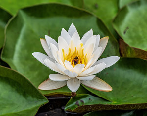 Lily Pad Pollinator - Photo by John Straub