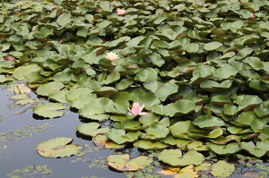 Lily Pads - Photo by James Haney
