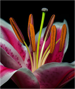 Lily - Photo by Bert Sirkin