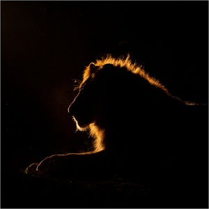 Lion at Night - Photo by Nancy Schumann