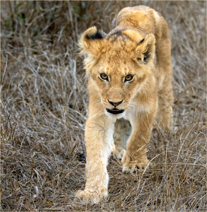 Lion Cub - On the Prowl - Photo by Susan Case