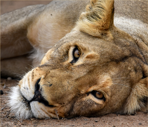Salon 2nd: Lioness - Up Close and Personal by Susan Case