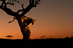 Lioness in tree - Photo by Nancy Schumann