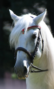 Lipizaner Stallion - Photo by Harold Grimes