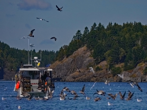 Lobstering in Canada - Photo by Bill Latournes