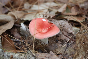 Lone Mushroom - Photo by Mireille Neumann