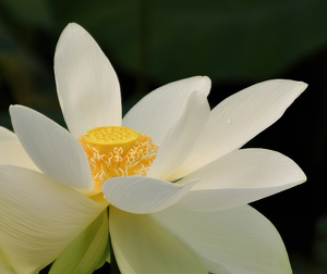 Lotus Flower by Linda Fickinger