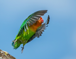 Lovebird - Taking the leap! - Photo by Susan Case