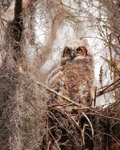 Class B 1st: Loxahatchee owl by Robert McCue