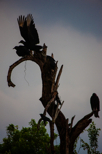 Loxahatchee vultures - Photo by Robert McCue