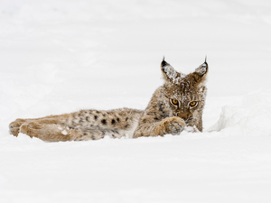 Lynx - Photo by Danielle D'Ermo