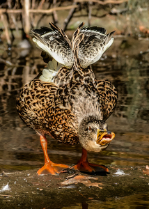 Mad Duck - Photo by Frank Zaremba, MNEC