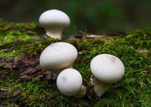 Magic Mushrooms - Photo by Mark Tegtmeier