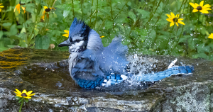 Making a Splash - Photo by Bob Ferrante