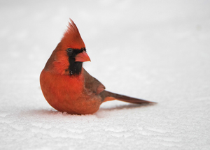 Salon 1st: Male Cardinal in the Snow by Danielle D'Ermo