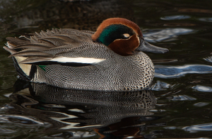 Salon 1st: Male Green-winged Teal by René Durbois