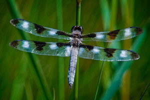 Male Twelve Spotted Skimmer - Photo by John McGarry