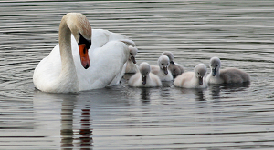 Class B 2nd: Mama and her cygnets by Ron Thomas