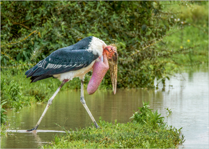 Marabou Stork With Inflated Neck Pouch - Photo by Susan Case