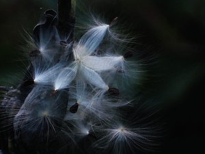 Marvelous Milkweed - Photo by Quyen Phan