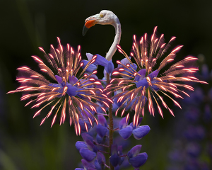 Mating Dance of the Incredible Fire-feathered Fla-lupine Bird - Photo by Eric Wolfe
