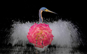 Mating Dance of the Iridescent, Rose-Chested Fountain-Heron - Photo by Eric Wolfe