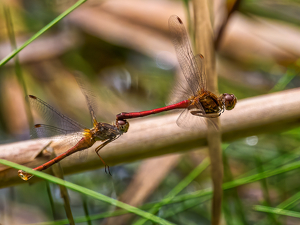 Mating on the FLY - Photo by Frank Zaremba, MNEC