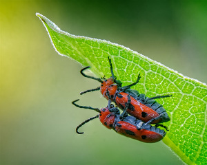 Mating Red Milkweed Beetles - Photo by John McGarry