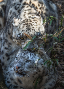 Class A 2nd: Mating Snow Leopards by Lorraine Cosgrove
