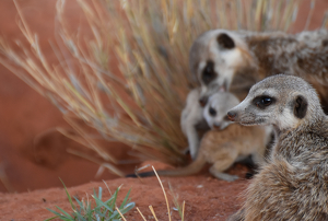 Meerkats - Photo by Susan Case