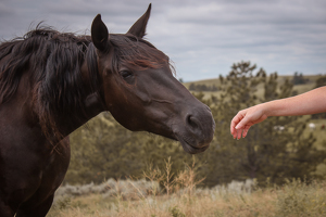 Meeting a Mustang - Photo by Grace Yoder