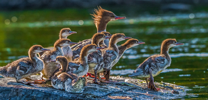 Merganser Family Resting on the River - Photo by Libby Lord