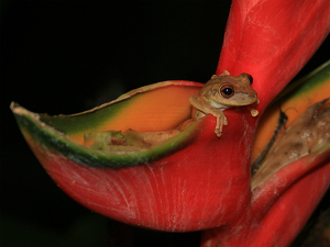 Midnight Sneaka Costa Rica - Photo by Eric Wolfe