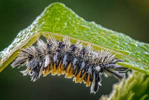 Salon 2nd: Milkweed Tussock Moth Caterpillar by John McGarry