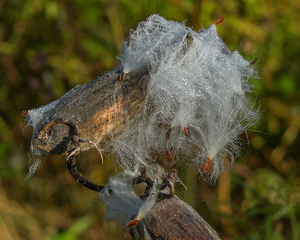 Class A HM: Milkweed With Dew by William Latournes